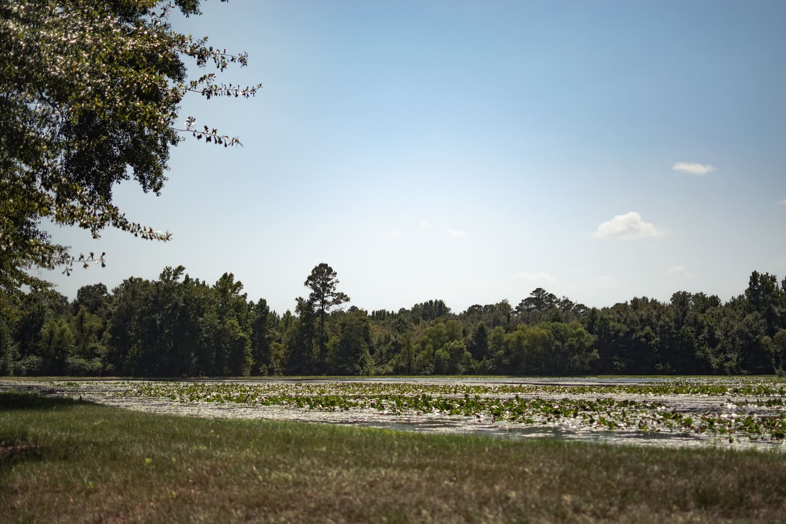 A lily-covered pond backed by a dense green treeline under an open blue sky